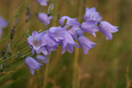 Harebells © Kieron Huston