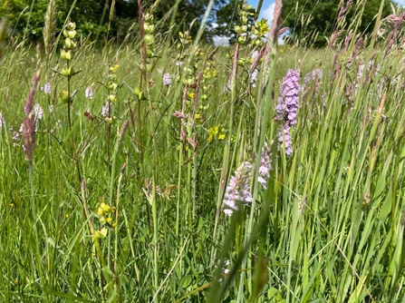 Wildflower meadow in Herefordshire © Emma Robertshaw