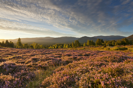 Heather © Mark Hamblin 2020Vision
loss of british flora - peatlands