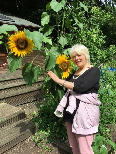 Alison Steadman Sunflowers