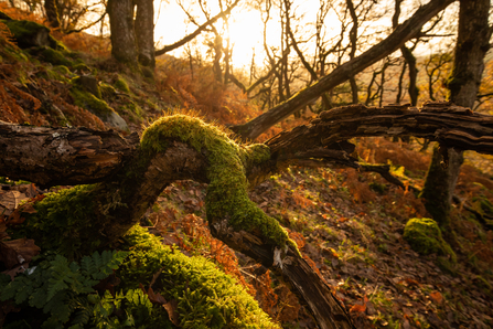 Deadwood and mosses - Coed Crafnant - 