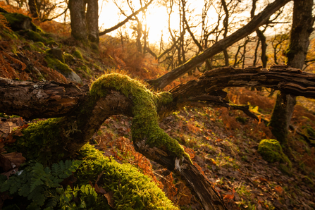 Deadwood and mosses - Coed Crafnant - 