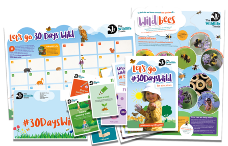 Images of bee poster, booklet and flash cards