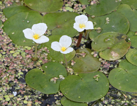 Frogbit