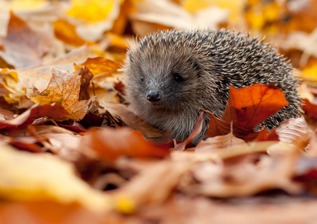 A hedgehog amongst brown, yellow and red autumn leaves