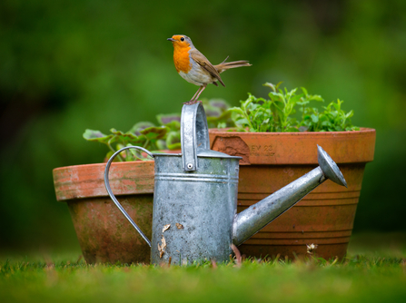 Robin on a watering can