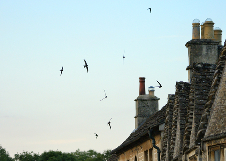 Swifts at dusk