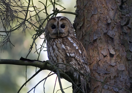 A tawny owl in the branch of a tree