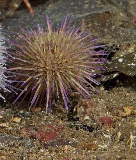  Green Sea Urchin