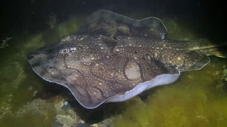 Surprising sea life | The Wildlife Trusts