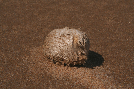 Sea potato