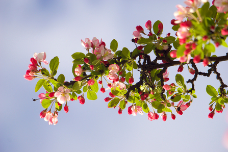 Branches of a crab apple tree with green leaves and pink blossom, in front of blue sky