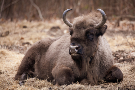 A bison lying down in a forest clearing, her legs tucked beneath her.