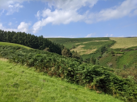 Pentwyn (2)