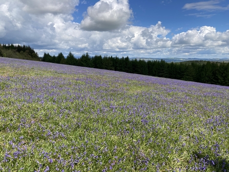 Mortimer Forest