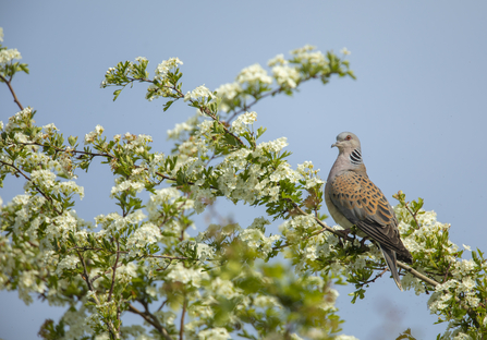 turtle dove