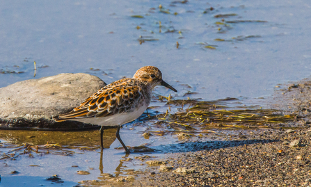 A little sting wading along the edge of a muddy shore