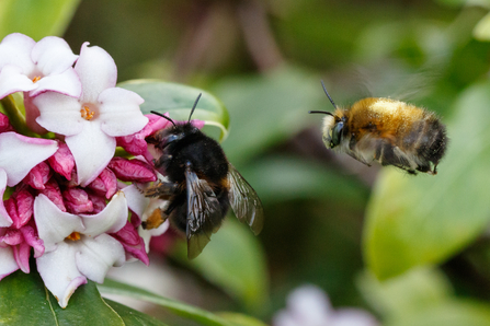 Hairy-footed flower bees 