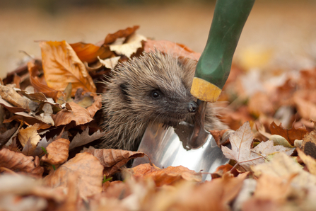 Hedgehog autumn garden