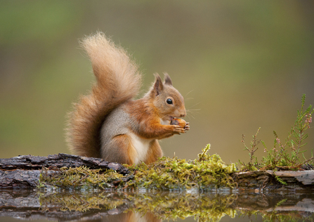 A red squirrel eating a nut whilst standing on a mossy log
