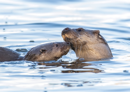 Otters 