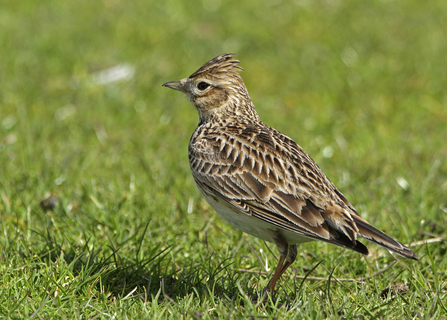 Skylark 