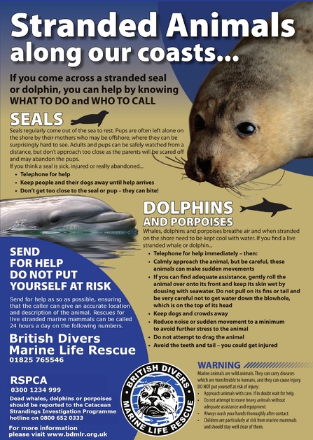 Strandings poster 