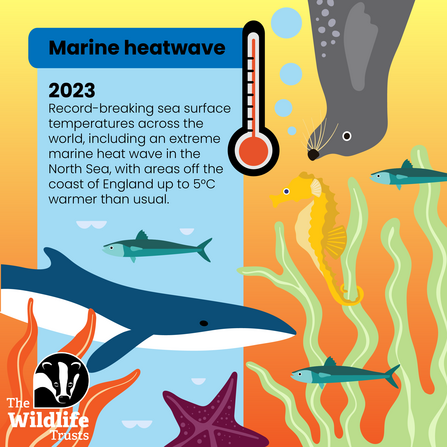 2023 - worldwide record-breaking sea surface temperatures