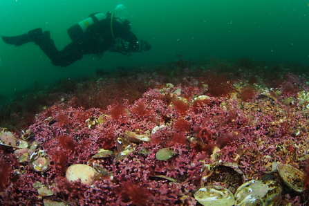 Maerl, a hidden and precious habitat