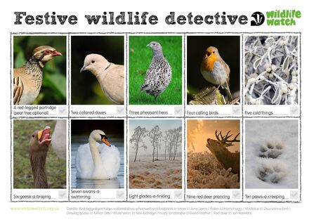 Festive wildlife detective