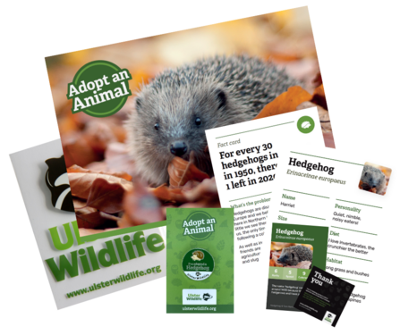 Hedgehog adoption pack - Ulster