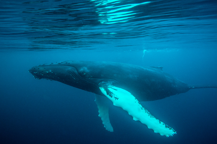 Humpback whale (c) Richard Shucksmith/scotlandbigpicture.com