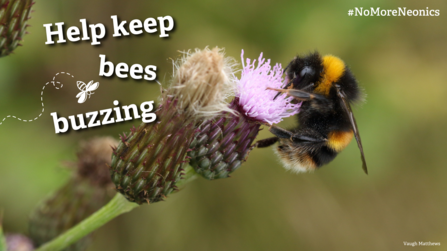 Keep bees buzzing