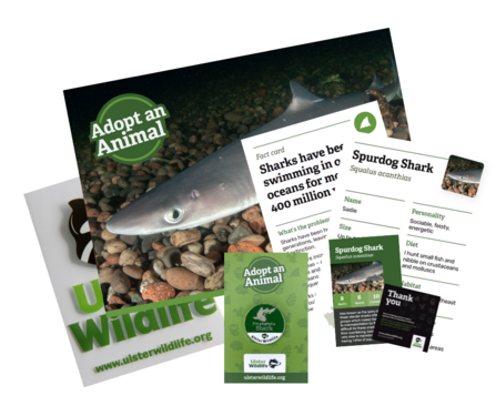 Shark adoption pack - Ulster