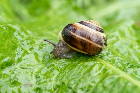 White lipped snail on a leaf