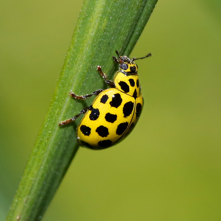 A 22-spot ladybird, bright yellow with black spots, climbing up a plant stem