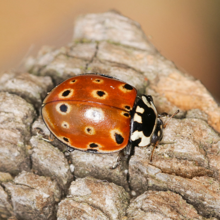 An eyed ladybird, with pale rings around the black spots on its orange-red back, standing on a pine cone