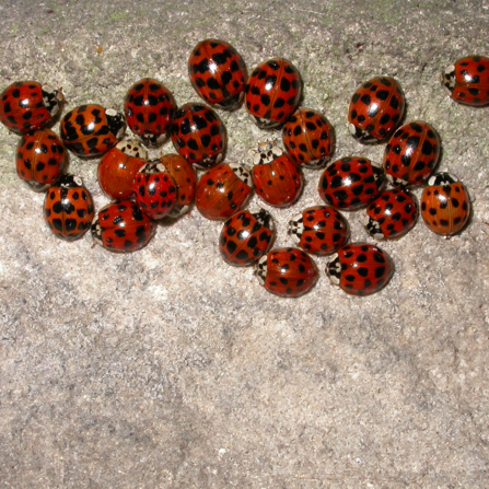 A cluster of harlequin ladybirds, in various red and black patterns, roosting on a wall