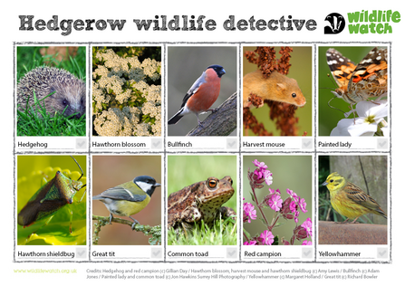 Hedgerow spotter