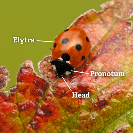 A 7-spot ladybird on a leaf, with annotations pointing to its elytra (wing casings), pronotum and head