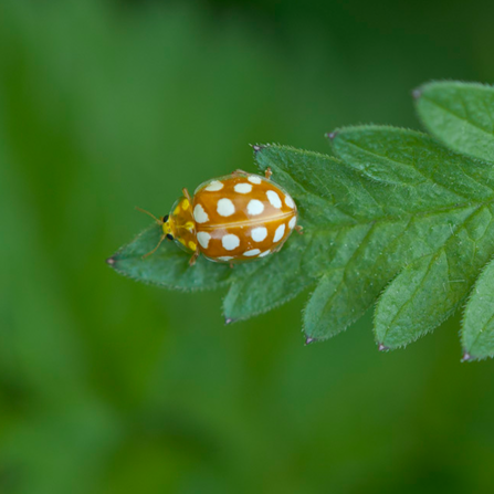 An orange ladybird, with an orange body covered in white spots, stands on a leaf