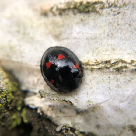 A pine ladybird, with four red markings on its black back, hunkered down on the trunk of a birch tree