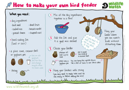 How to clean bird feeders