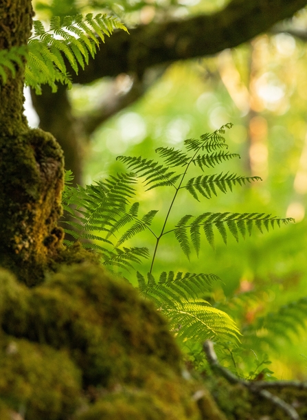 Coed Crafnant bracken 1 - June 2023 - Ben Porter_0.jpg