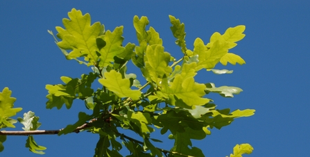 Oak Leaf