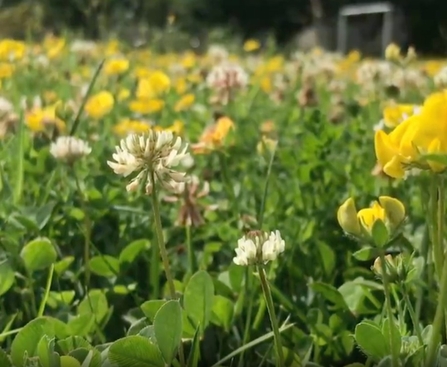 Seed ball lawn flowers - buttercups and clover