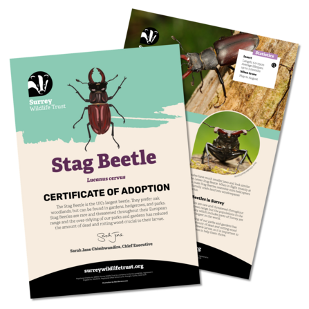 Information materials included in a stag beetle adoption pack