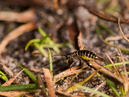 A female snow flea climbing over detritis on the ground