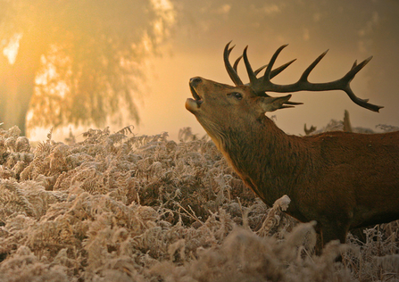 Red deer stag in orange autumn morning light, The Wildlife Trusts