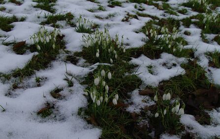 Weird winter wildlife | The Wildlife Trusts